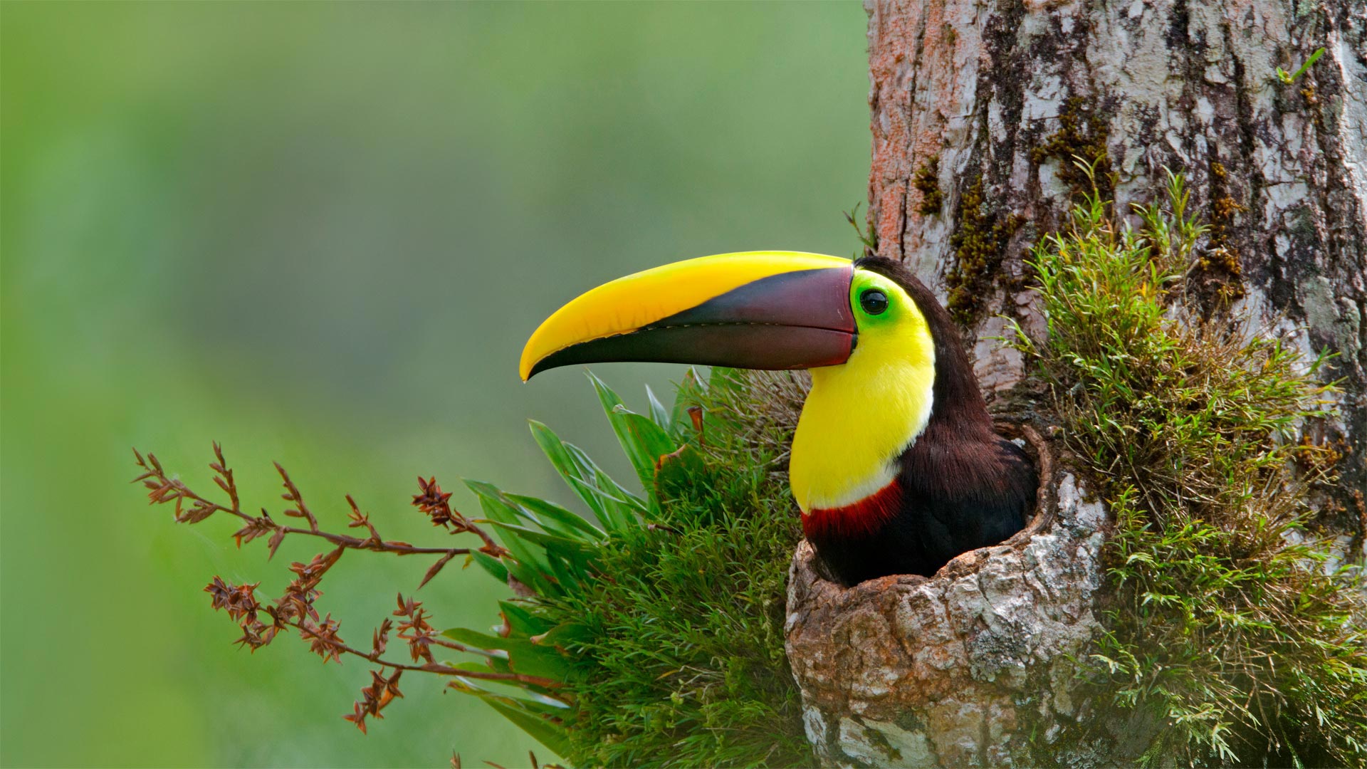 巢穴中的栗嘴巨嘴鸟，哥斯达黎加