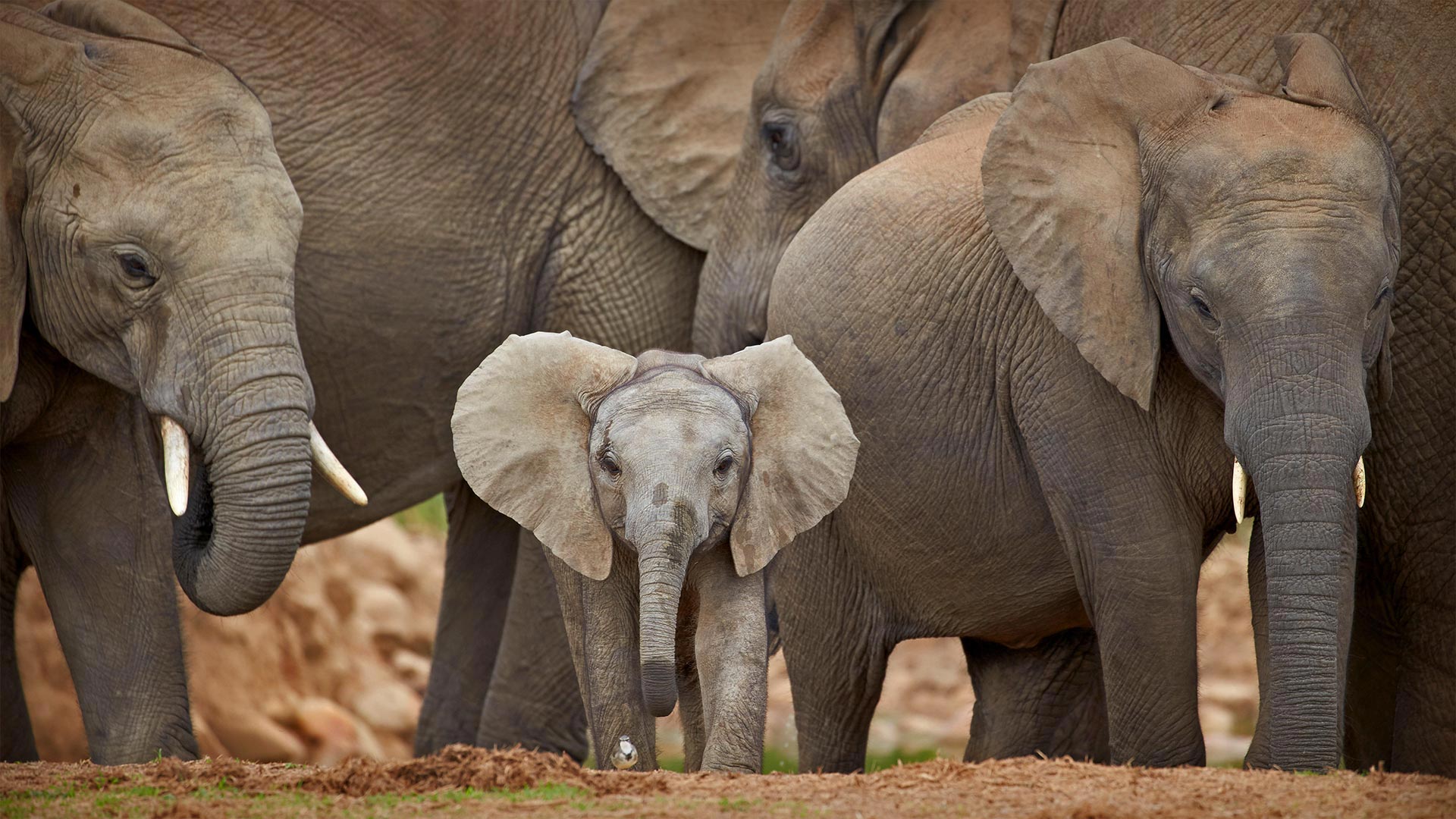阿多大象国家公园中的非洲象，南非