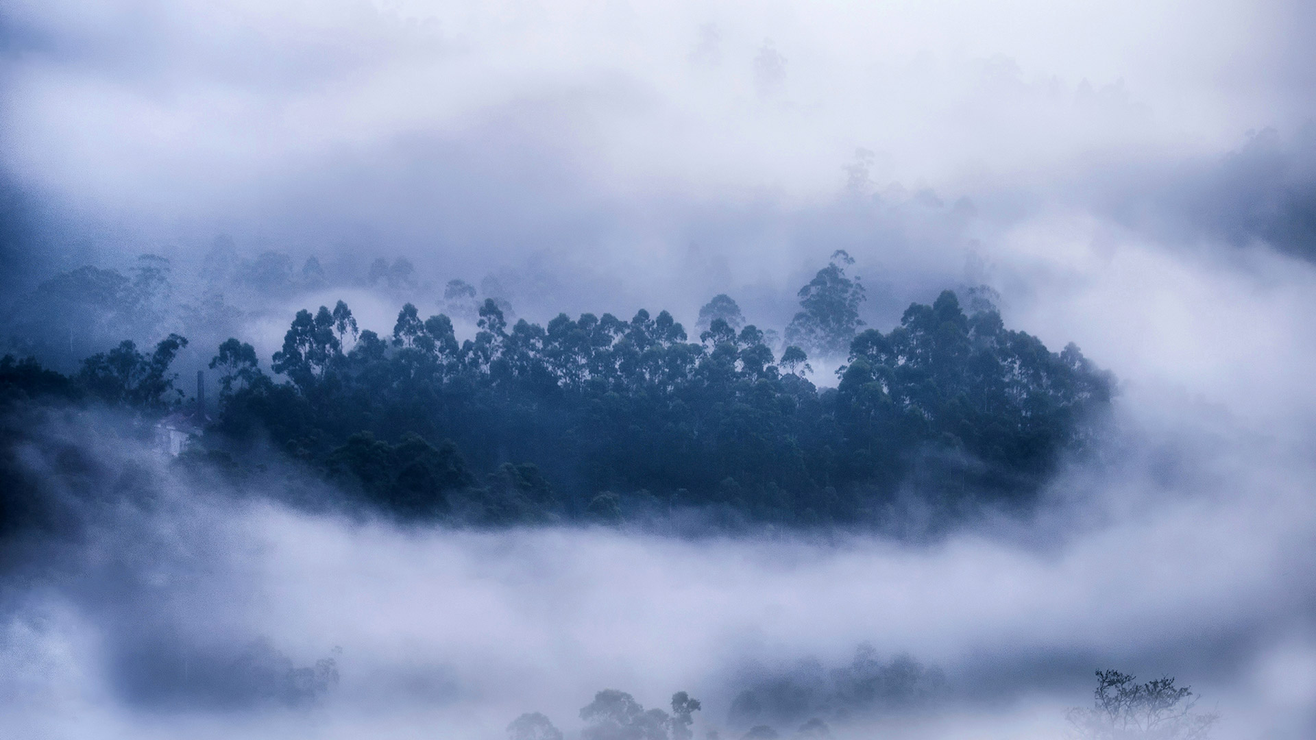 雾气环绕的森林，喀拉拉邦慕那尔市，印度