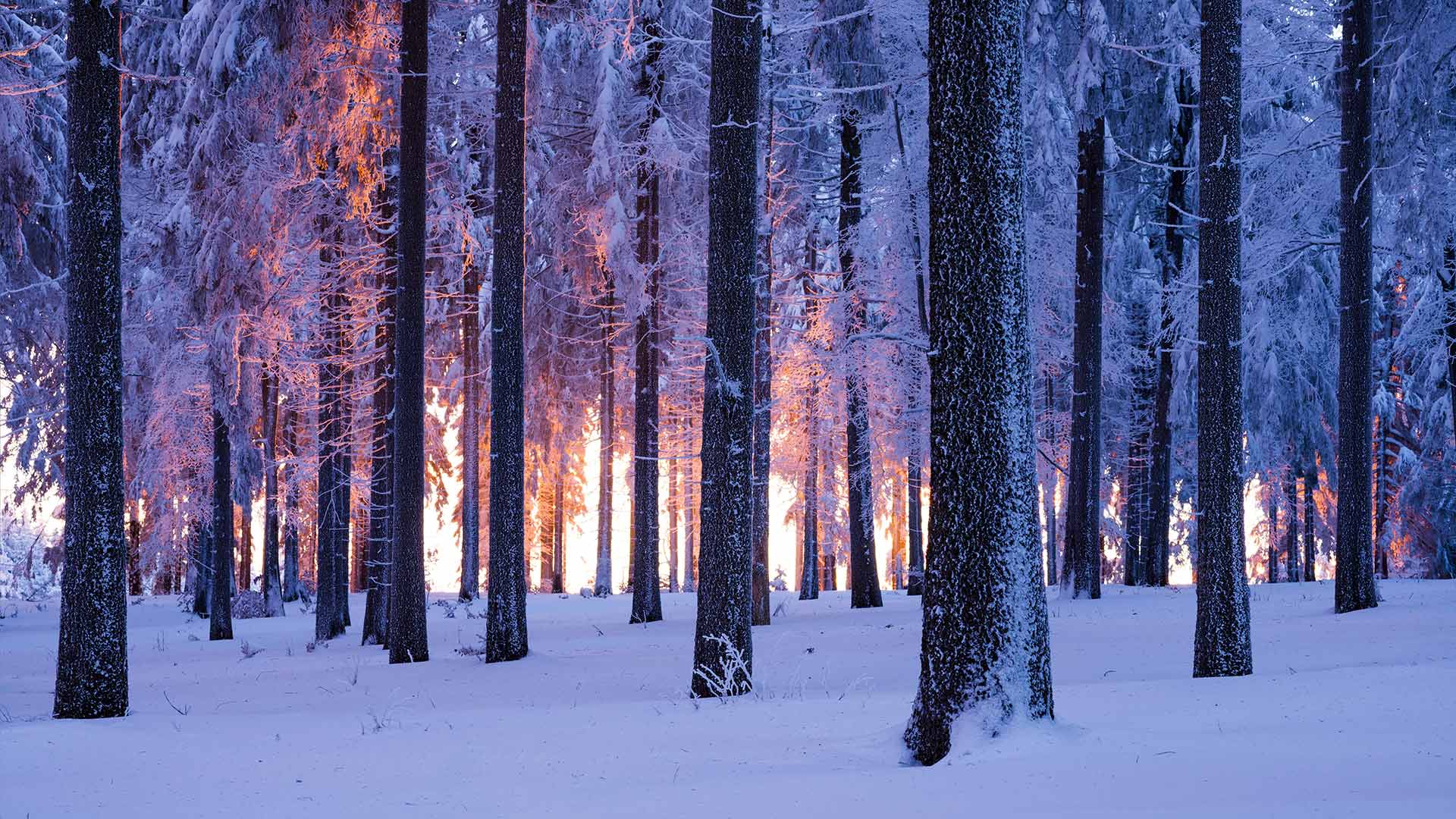 日落时分被雪覆盖的挪威云杉林，德国图林根