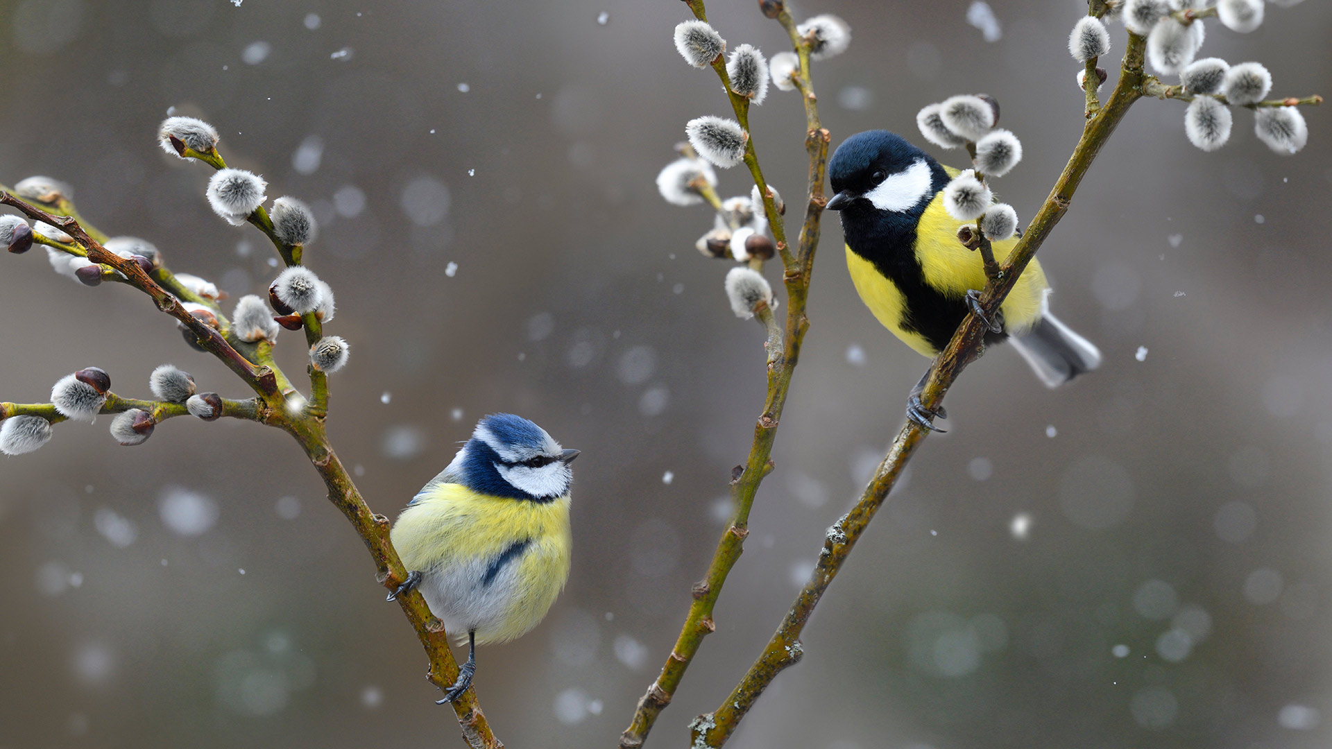 雪中的蓝山雀和大山雀，法国北孚日地区自然公园